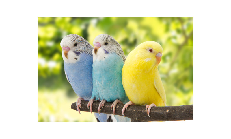 ¿Cómo afecta la salmonella en las aves? 